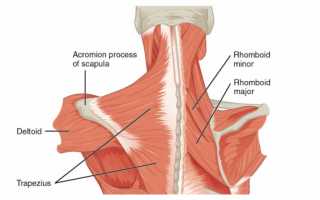 Трапециевидная мышца спины. Функции, где находится, что делать если болит, спазм, упражнения