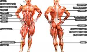 Мышцы нижней конечности человека: строение, функции