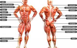 Мышцы нижней конечности человека: строение, функции