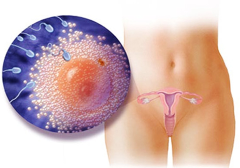 Процесс возникновения овуляции Процесс возникновения овуляции