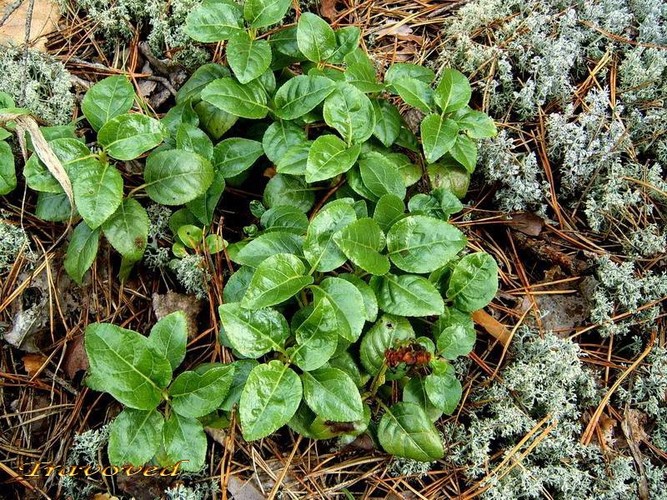 Уникальные функции боровой матки Уникальные функции боровой матки